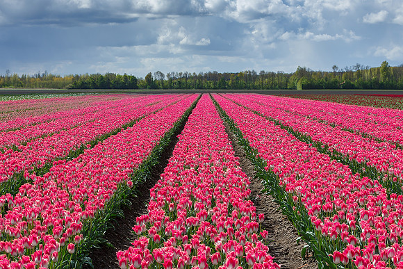 Tulpenroute Flevoland 260417-26
