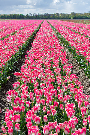 Tulpenroute Flevoland 260417-27