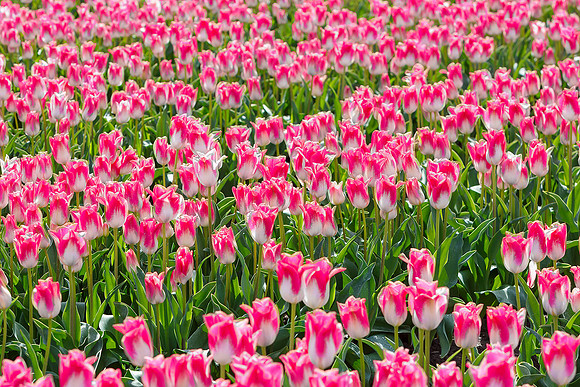 Tulpenroute Flevoland 260417-28