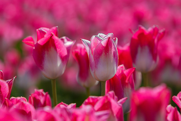 Tulpenroute Flevoland 260417-29
