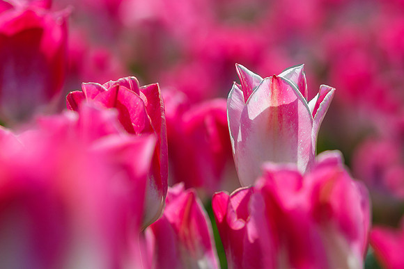 Tulpenroute Flevoland 260417-30