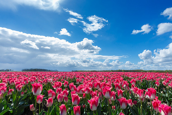 Tulpenroute Flevoland 260417-31