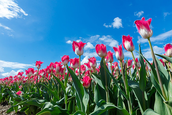 Tulpenroute Flevoland 260417-33