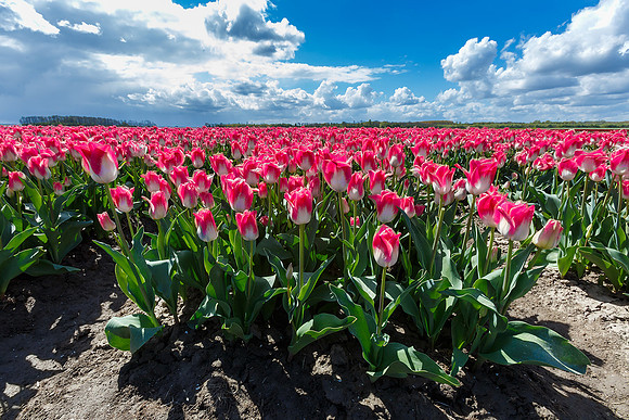 Tulpenroute Flevoland 260417-32