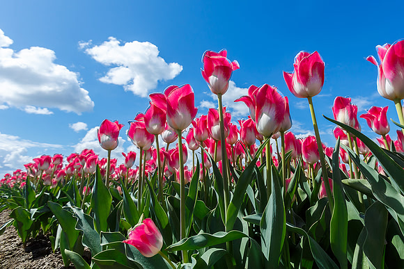Tulpenroute Flevoland 260417-34