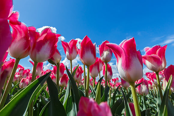 Tulpenroute Flevoland 260417-35