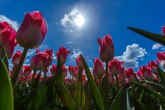 Tulpenroute Flevoland 260417-36