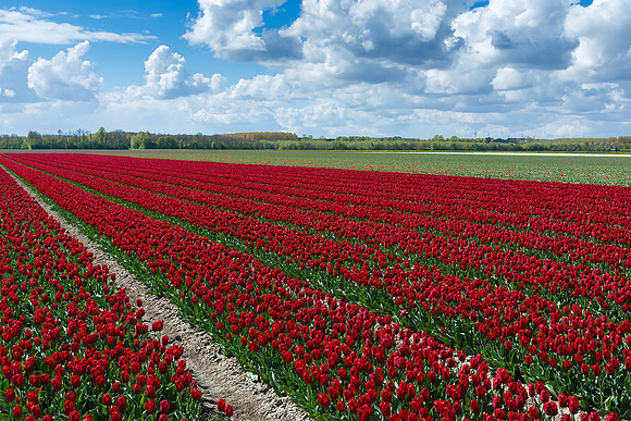 Tulpenroute Flevoland 260417-37