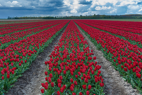 Tulpenroute Flevoland 260417-38