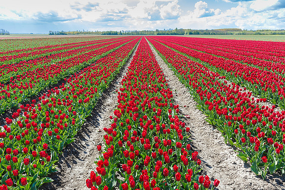 Tulpenroute Flevoland 260417-39