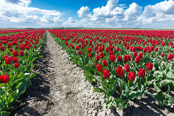 Tulpenroute Flevoland 260417-40