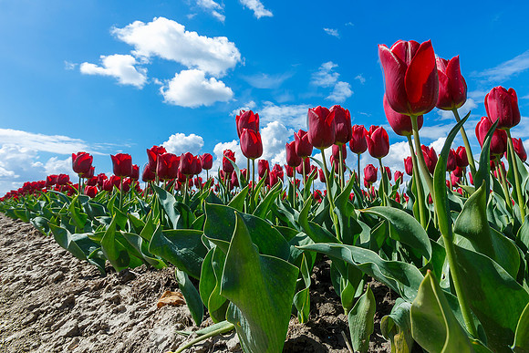 Tulpenroute Flevoland 260417-41