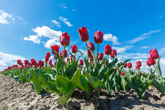 Tulpenroute Flevoland 260417-42