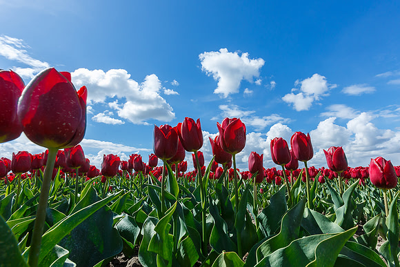 Tulpenroute Flevoland 260417-43