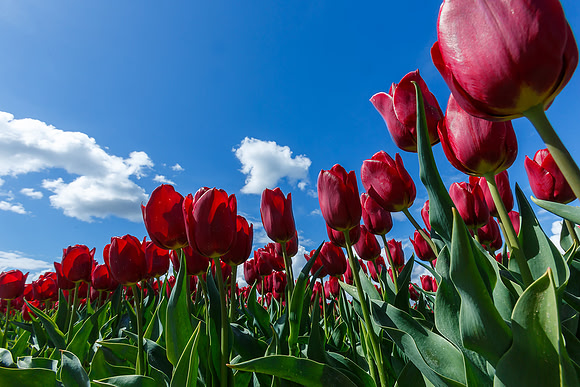 Tulpenroute Flevoland 260417-44