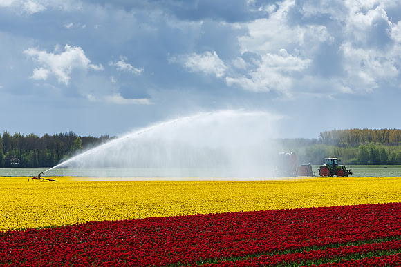 Tulpenroute Flevoland 260417-45