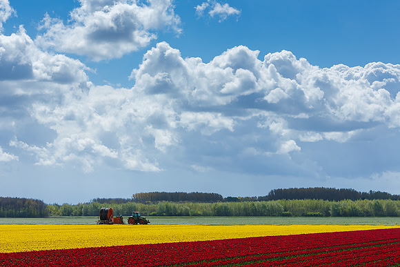 Tulpenroute Flevoland 260417-46