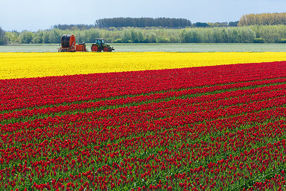Tulpenroute Flevoland 260417-47