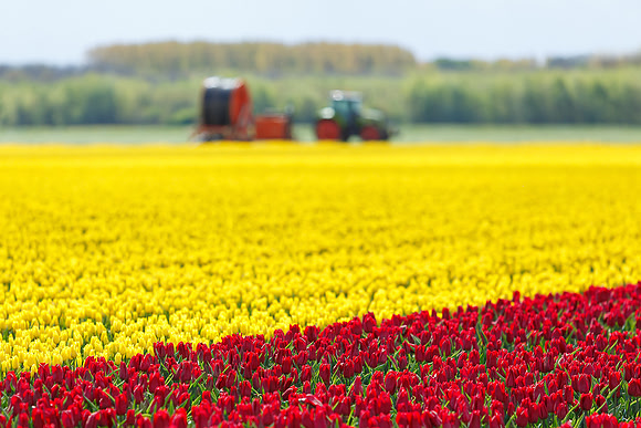 Tulpenroute Flevoland 260417-48