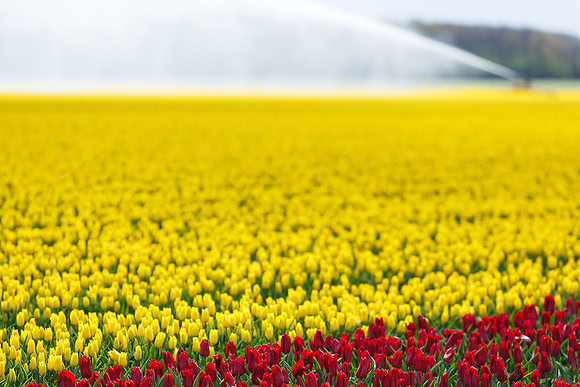 Tulpenroute Flevoland 260417-49
