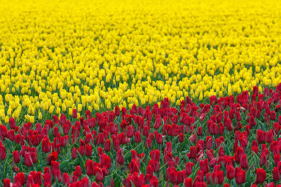 Tulpenroute Flevoland 260417-50