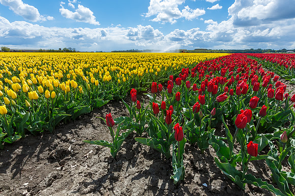 Tulpenroute Flevoland 260417-51