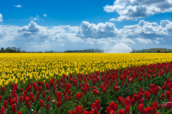 Tulpenroute Flevoland 260417-52