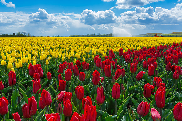 Tulpenroute Flevoland 260417-53