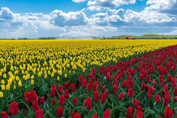 Tulpenroute Flevoland 260417-54