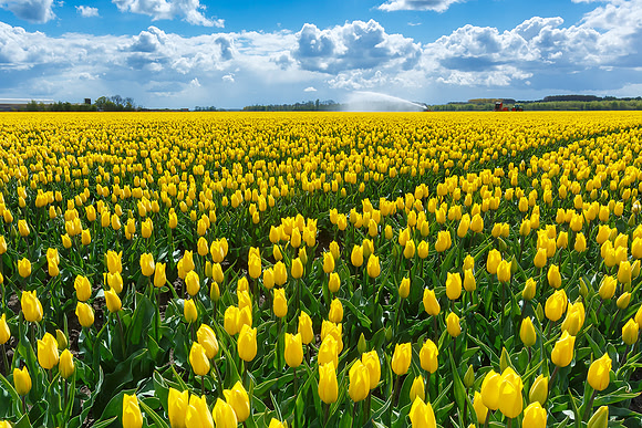 Tulpenroute Flevoland 260417-55