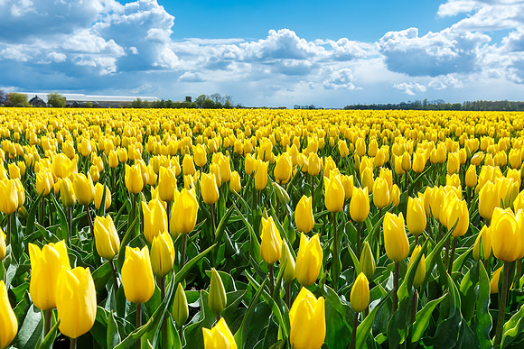 Tulpenroute Flevoland 260417-56