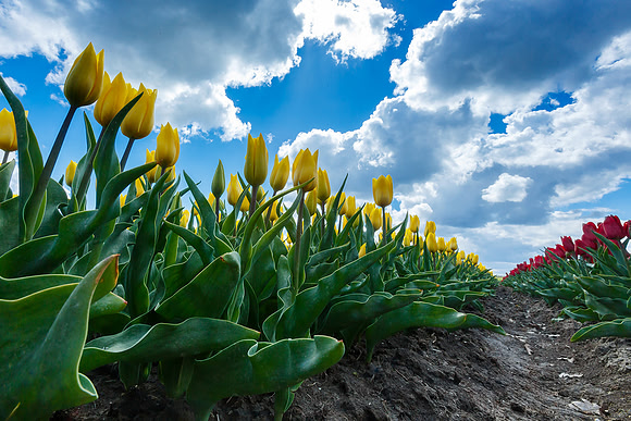 Tulpenroute Flevoland 260417-57
