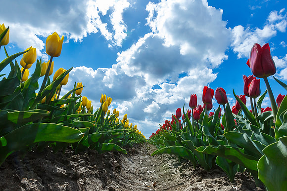 Tulpenroute Flevoland 260417-58
