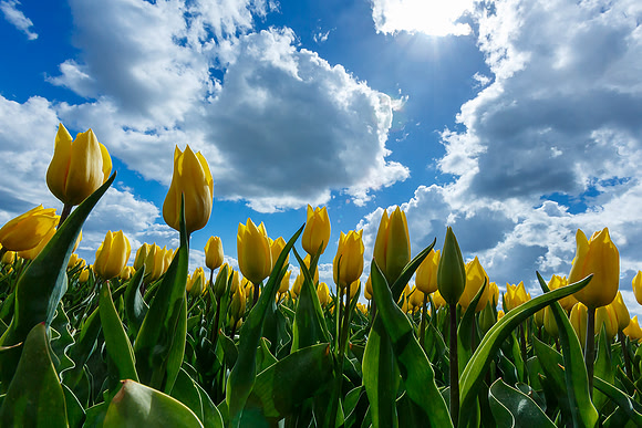 Tulpenroute Flevoland 260417-59