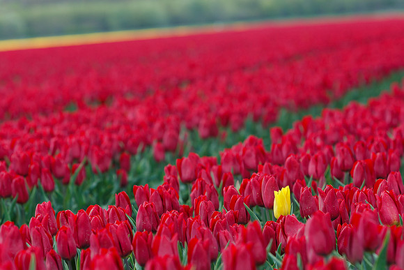 Tulpenroute Flevoland 260417-60