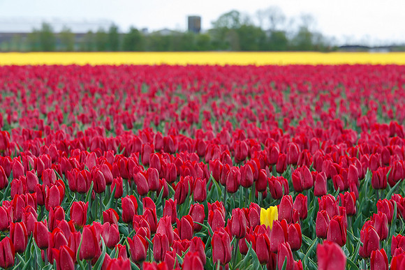 Tulpenroute Flevoland 260417-61