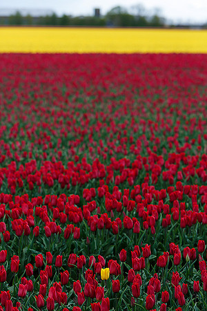 Tulpenroute Flevoland 260417-62