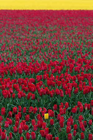 Tulpenroute Flevoland 260417-63