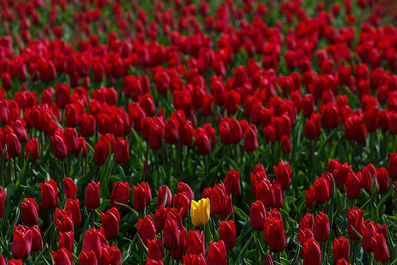 Tulpenroute Flevoland 260417-64