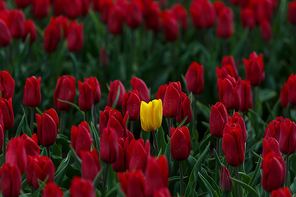 Tulpenroute Flevoland 260417-65