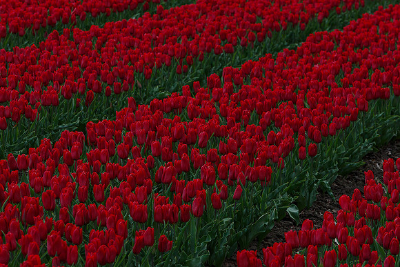 Tulpenroute Flevoland 260417-66