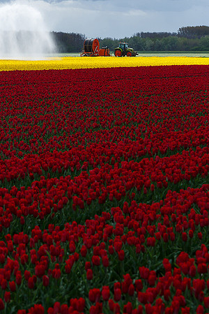 Tulpenroute Flevoland 260417-67