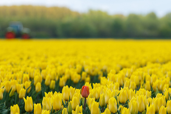 Tulpenroute Flevoland 260417-68