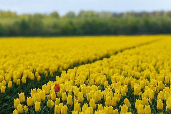 Tulpenroute Flevoland 260417-69