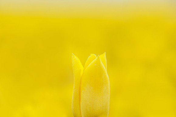 Tulpenroute Flevoland 260417-71