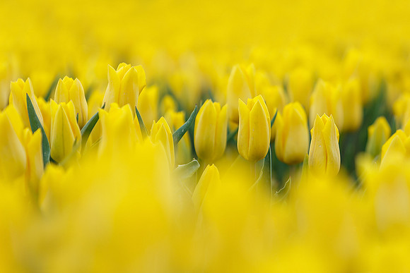 Tulpenroute Flevoland 260417-70