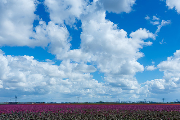 Tulpenroute Flevoland 260417-72