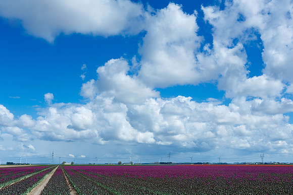 Tulpenroute Flevoland 260417-73