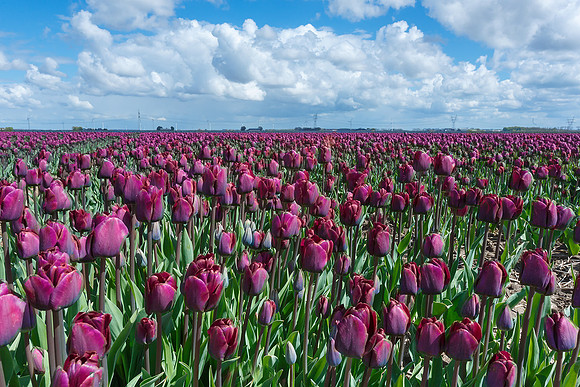 Tulpenroute Flevoland 260417-74