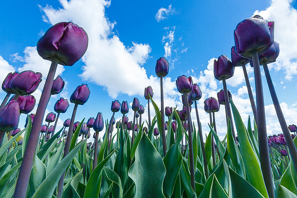 Tulpenroute Flevoland 260417-75